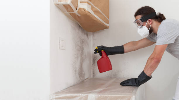 Professional Black Mold Remediation technician working in Brandamore, PA