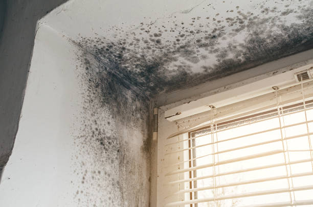 Affordable Black Mold Remediation solutions in Brandamore, PA